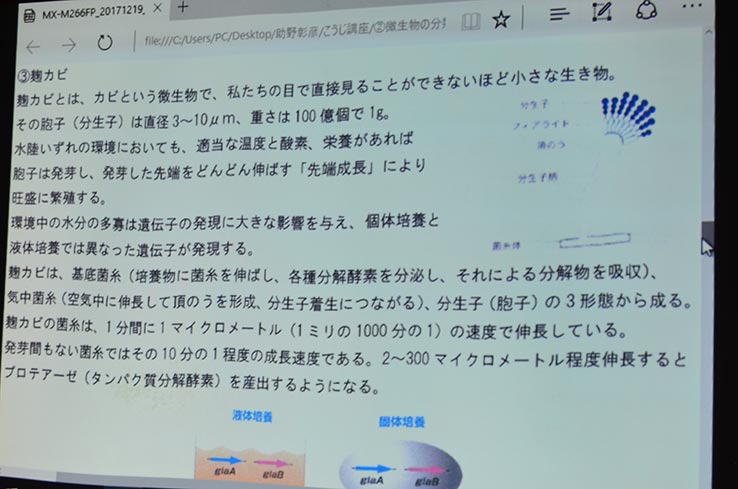 麹カビについて